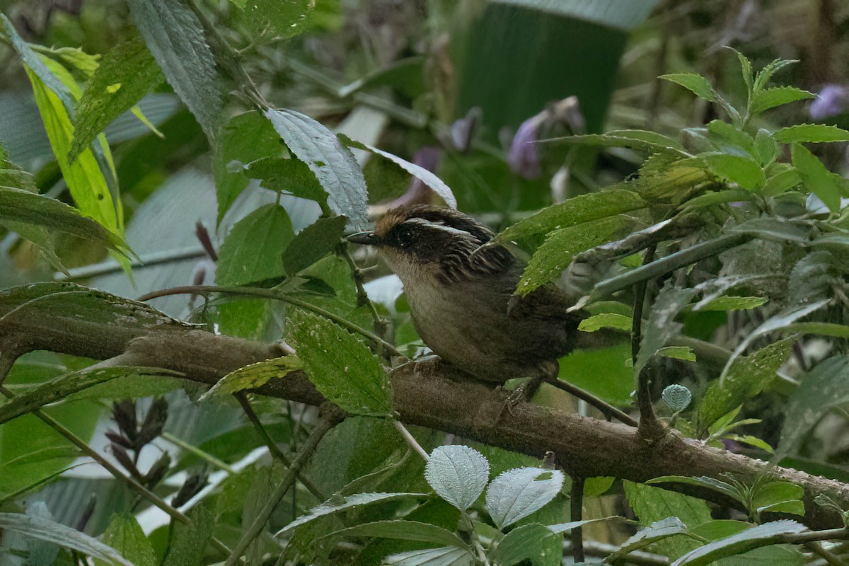 Ржаволобая альциппа - ML645994838