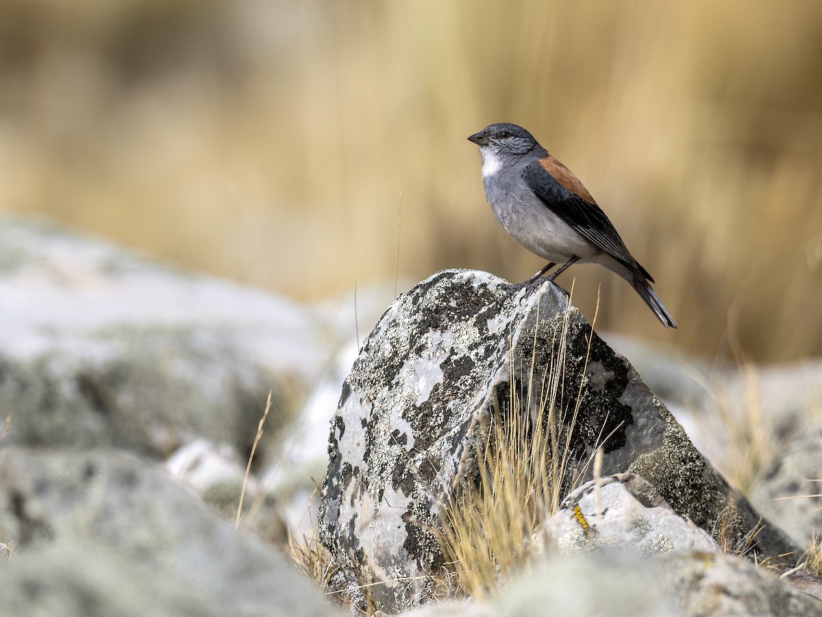 Red-backed Sierra Finch - ML645994839