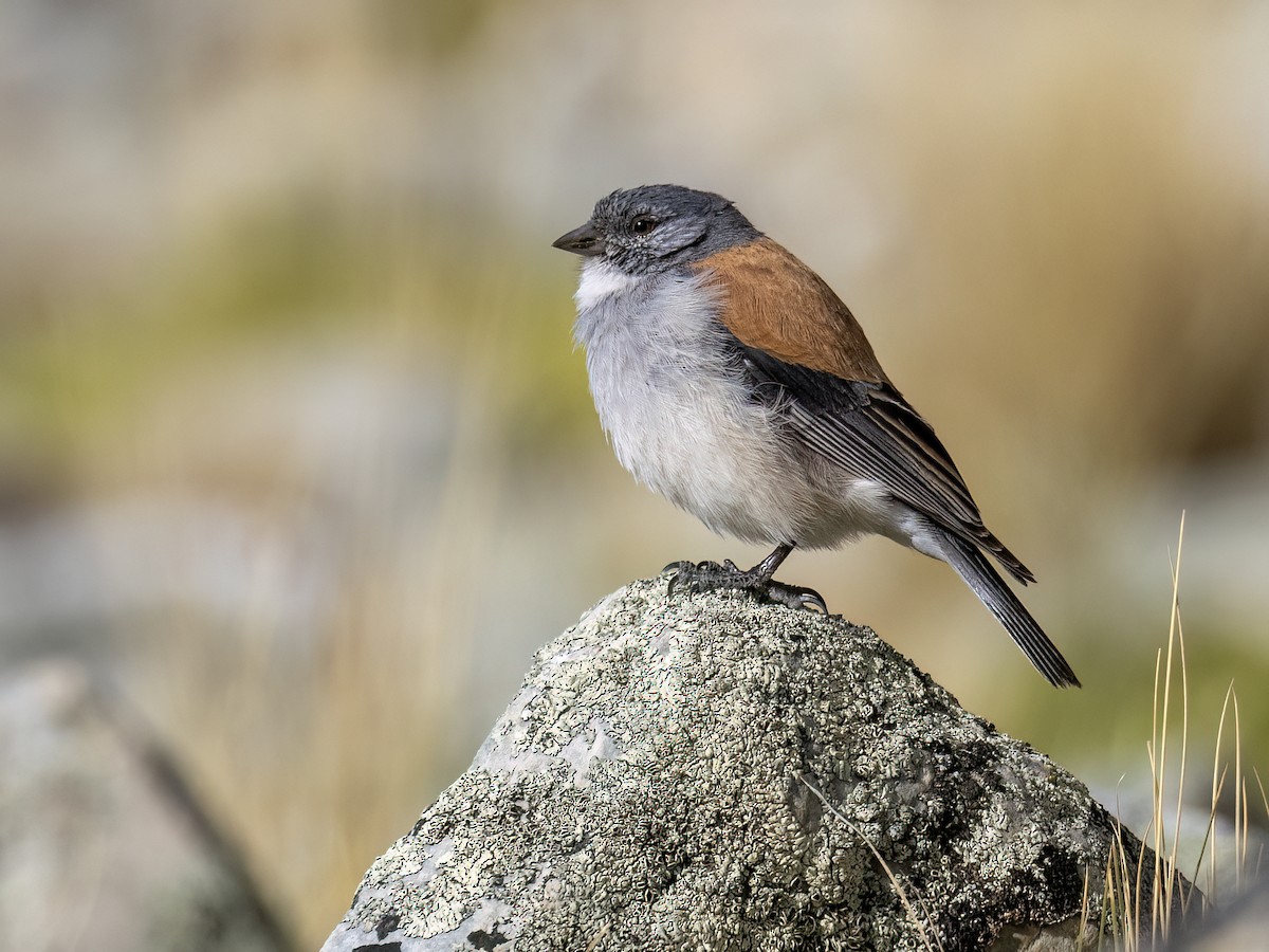 Red-backed Sierra Finch - ML645994840