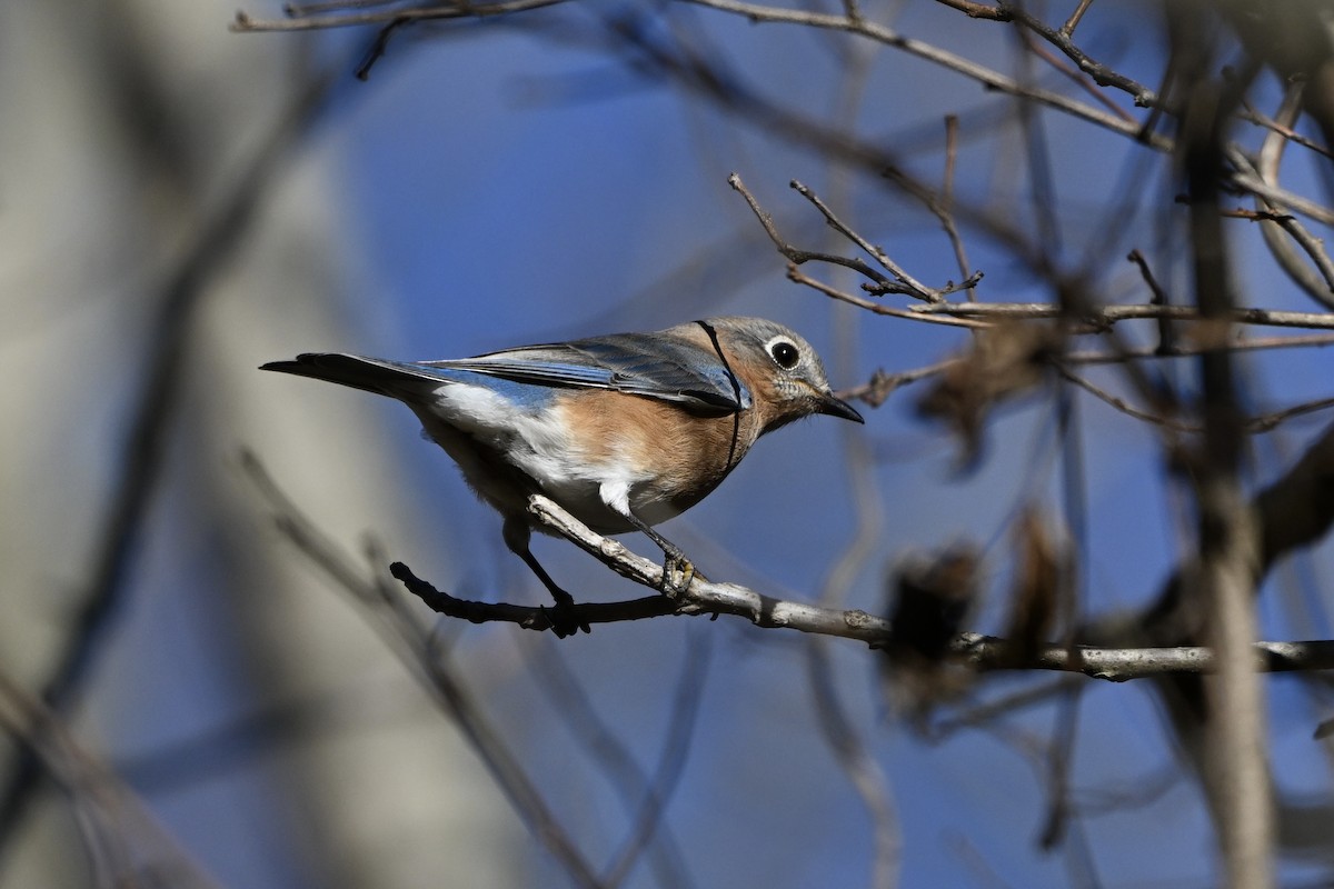 Eastern Bluebird - ML645994843
