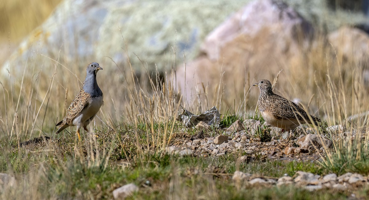 Gray-breasted Seedsnipe - ML645994844