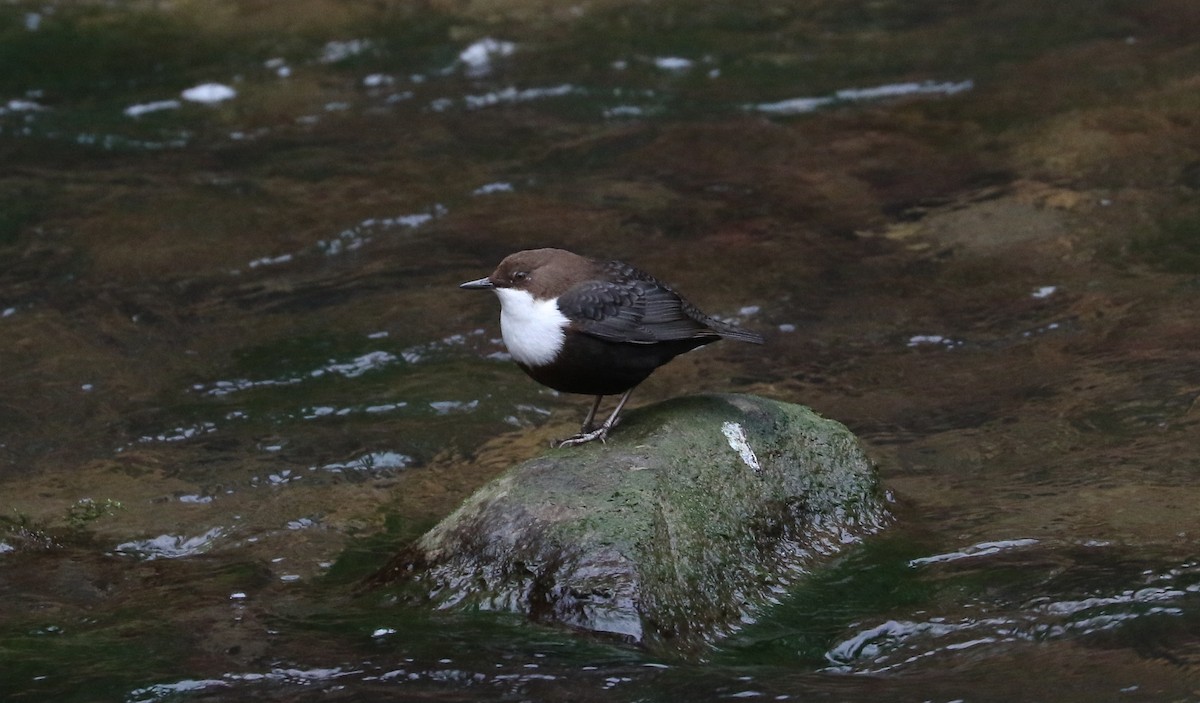 Пронурок біловолий - ML645994846