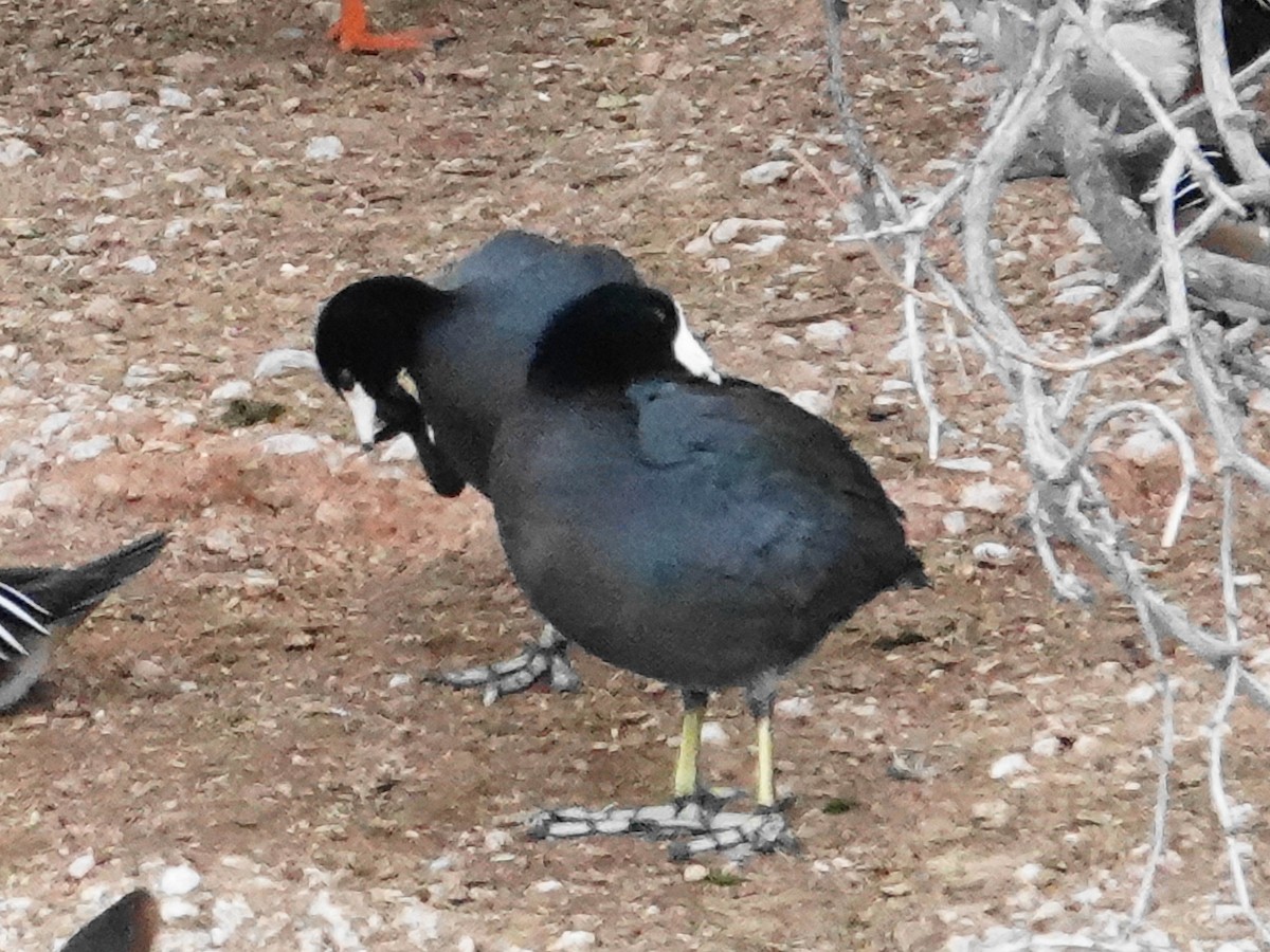 American Coot - ML645994847