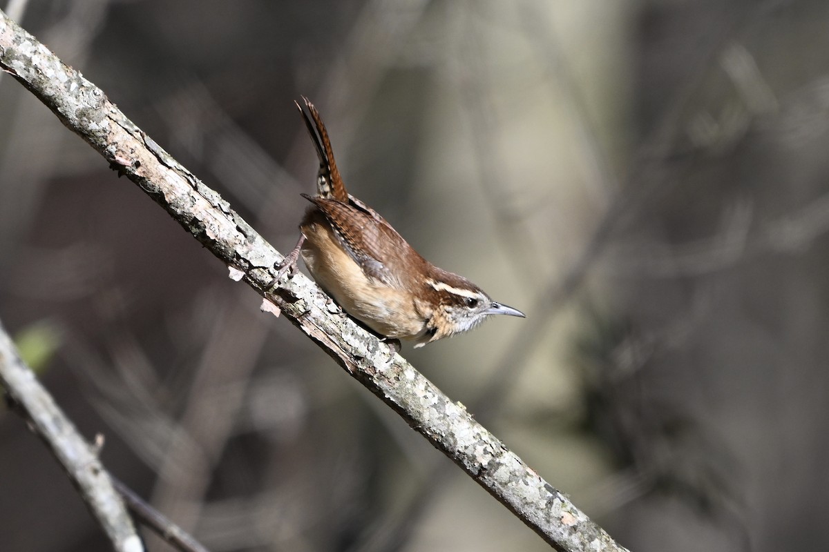 Carolina Wren - ML645994848