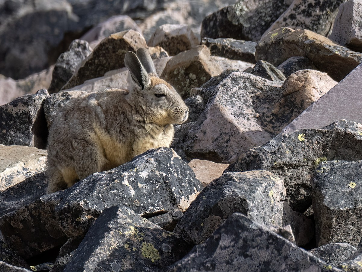 Mountain Viscacha - ML645994850