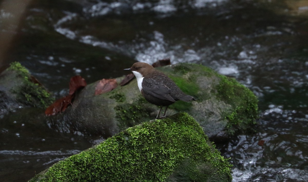 Пронурок біловолий - ML645994852