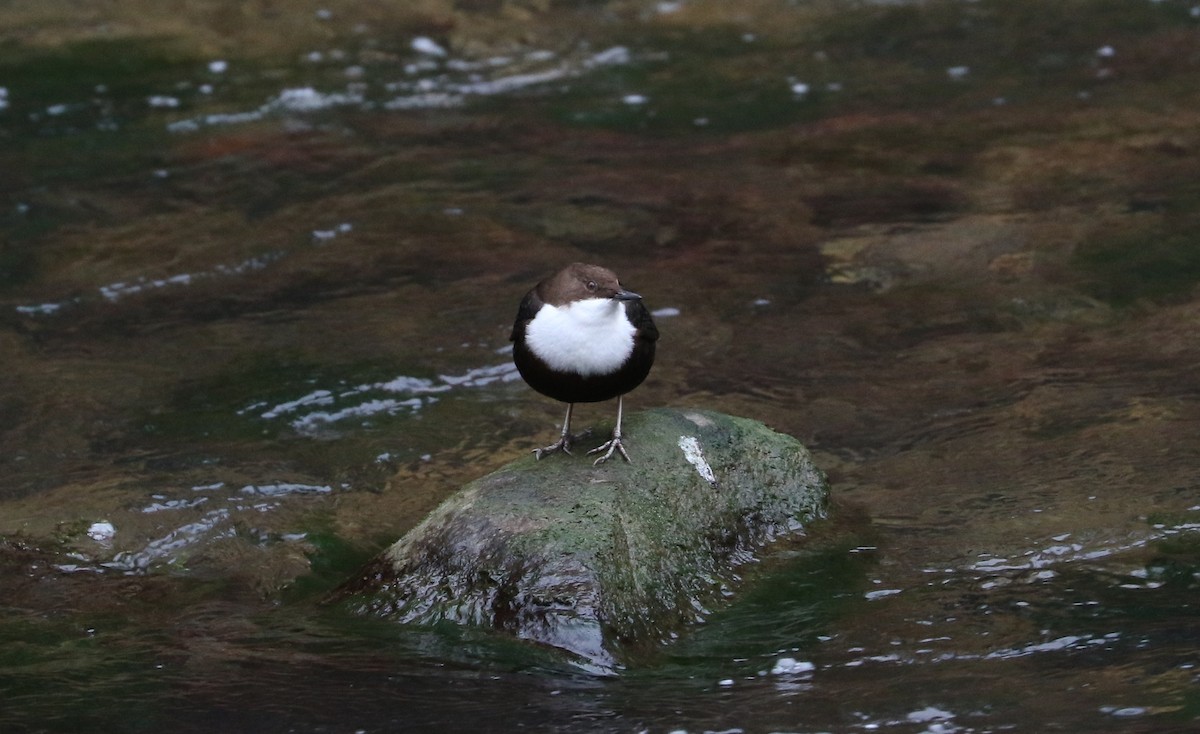 Пронурок біловолий - ML645994853