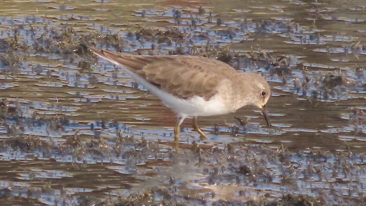 Wood Sandpiper - ML645994866