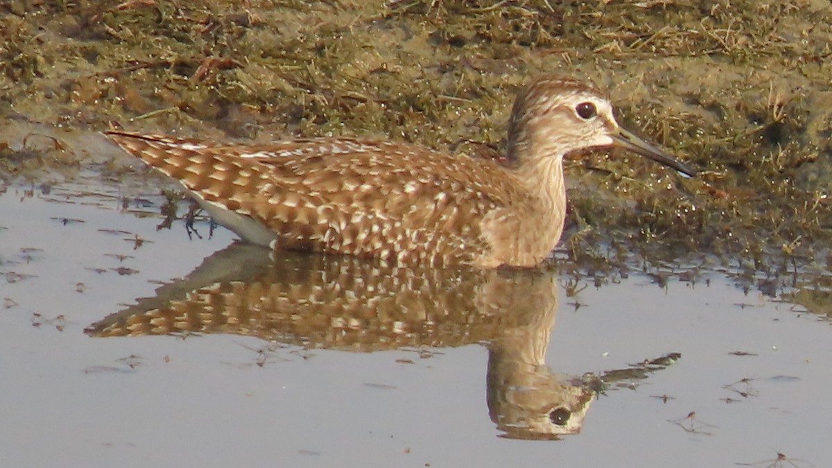 Wood Sandpiper - ML645994867