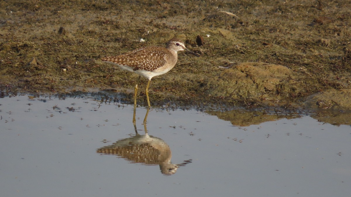 Wood Sandpiper - ML645994868