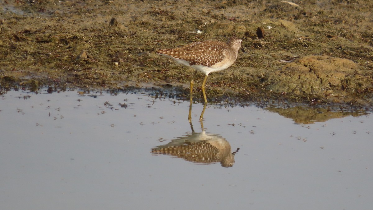 Wood Sandpiper - ML645994869