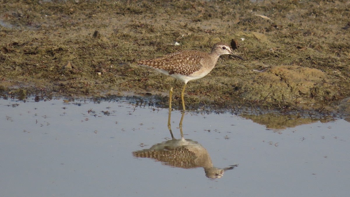Wood Sandpiper - ML645994871