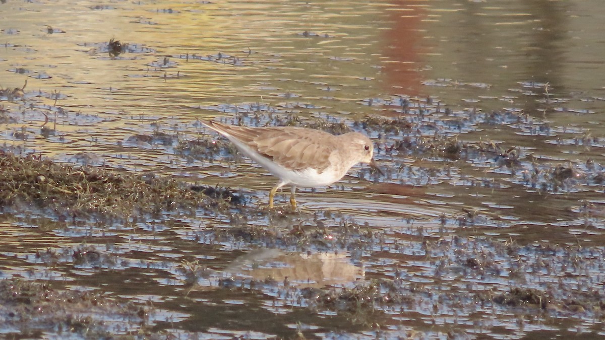 Wood Sandpiper - ML645994872