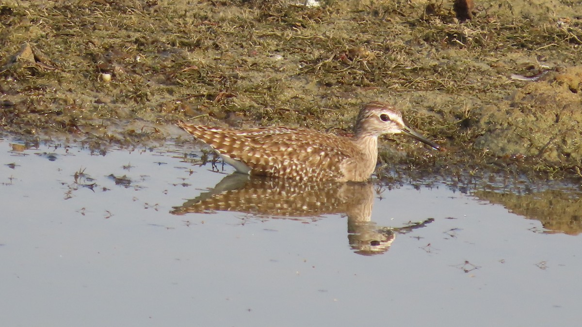 Wood Sandpiper - ML645994873