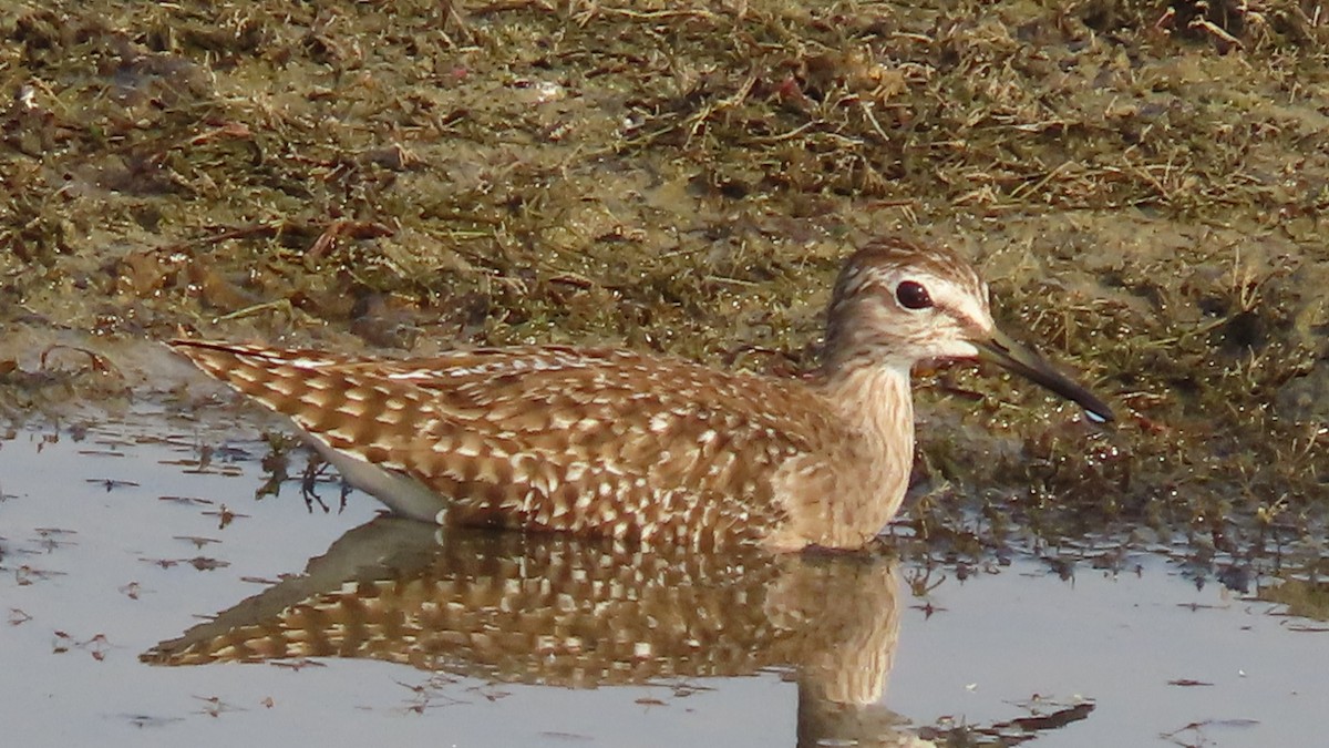 Wood Sandpiper - ML645994874