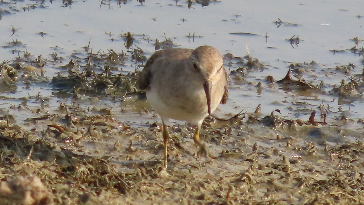 Wood Sandpiper - ML645994875