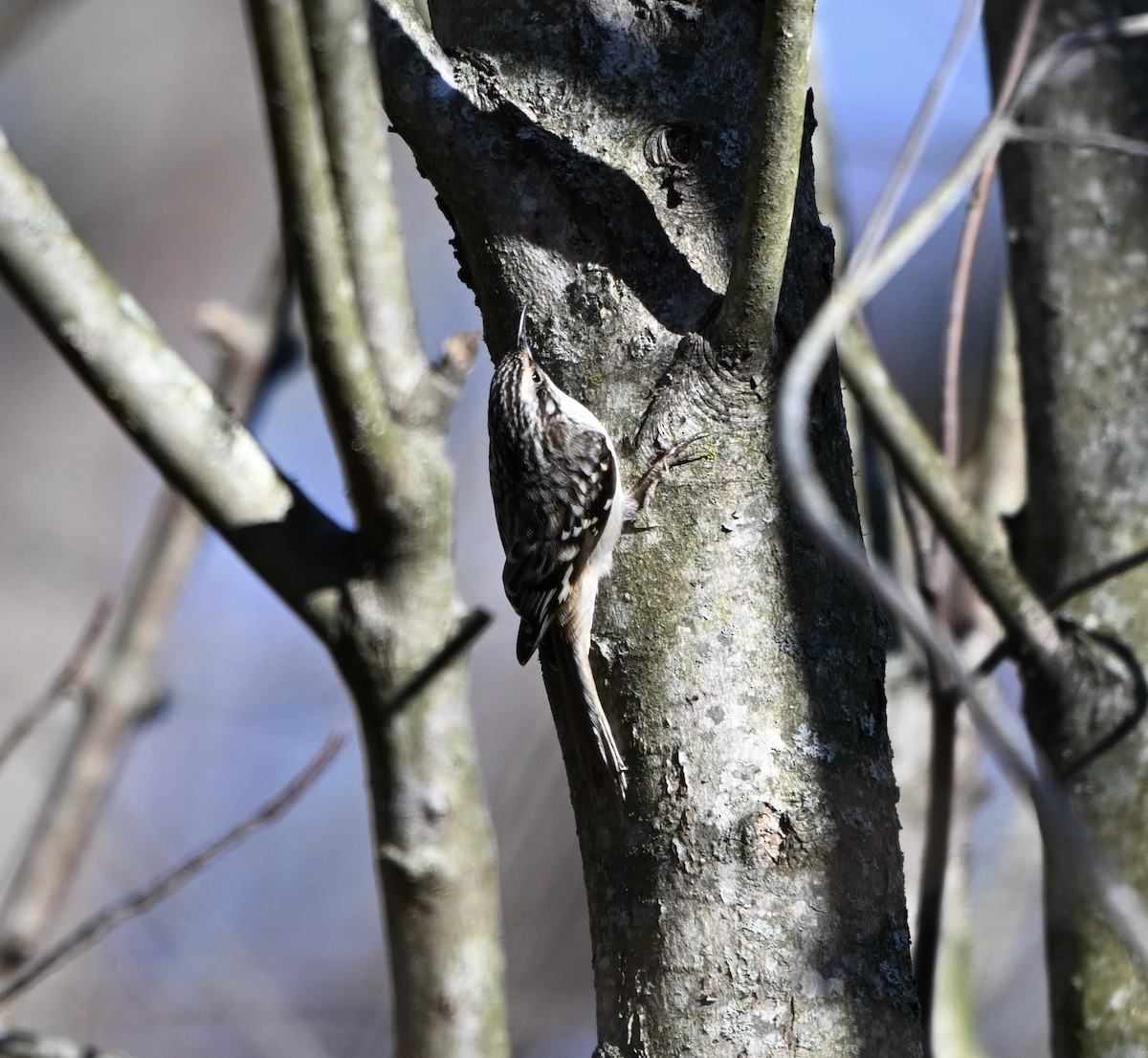 Brown Creeper - ML645994877