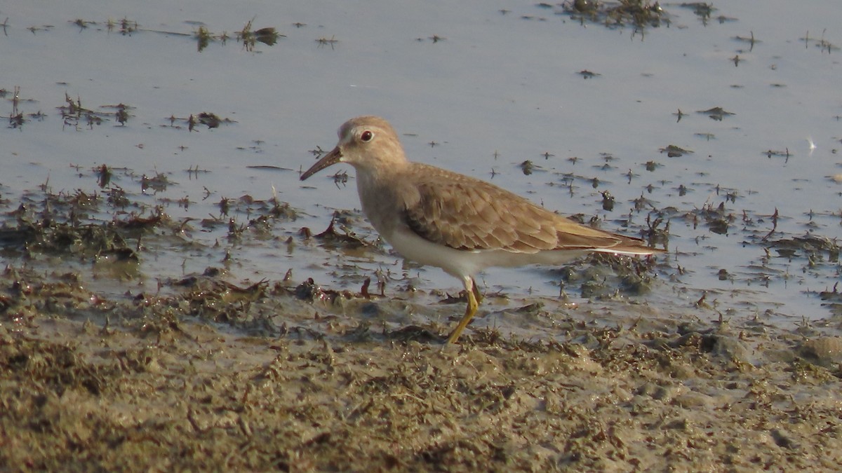 Wood Sandpiper - ML645994878