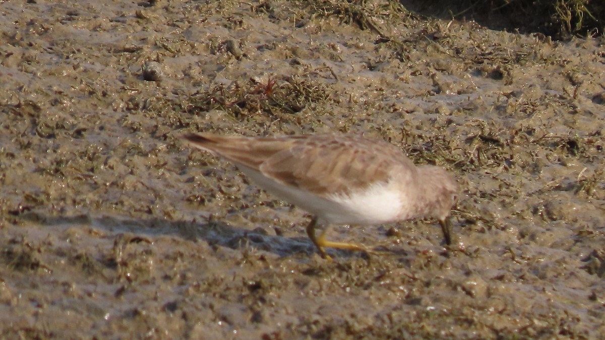 Wood Sandpiper - ML645994879