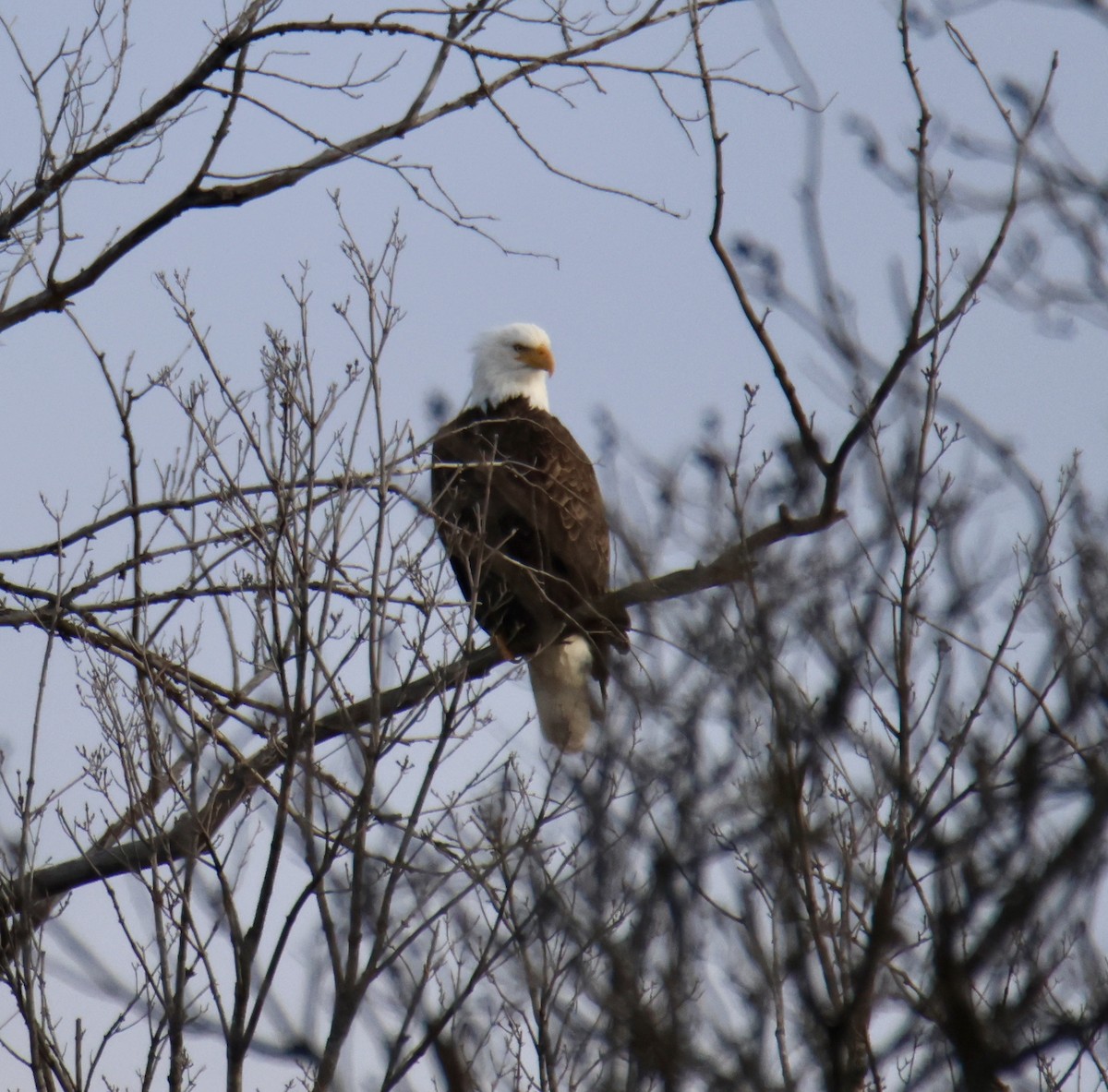 Bald Eagle - ML645994882
