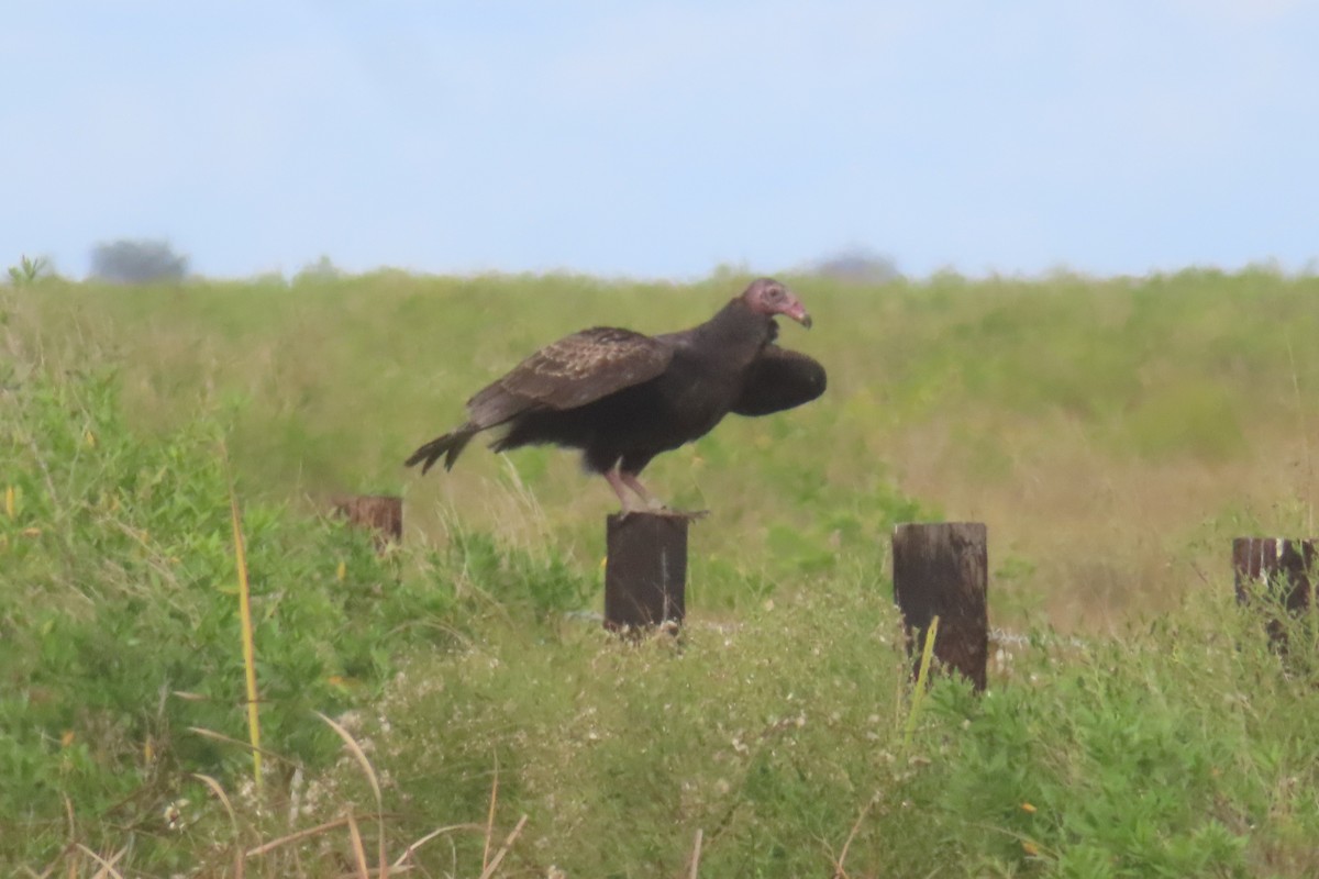 Turkey Vulture - ML645994884