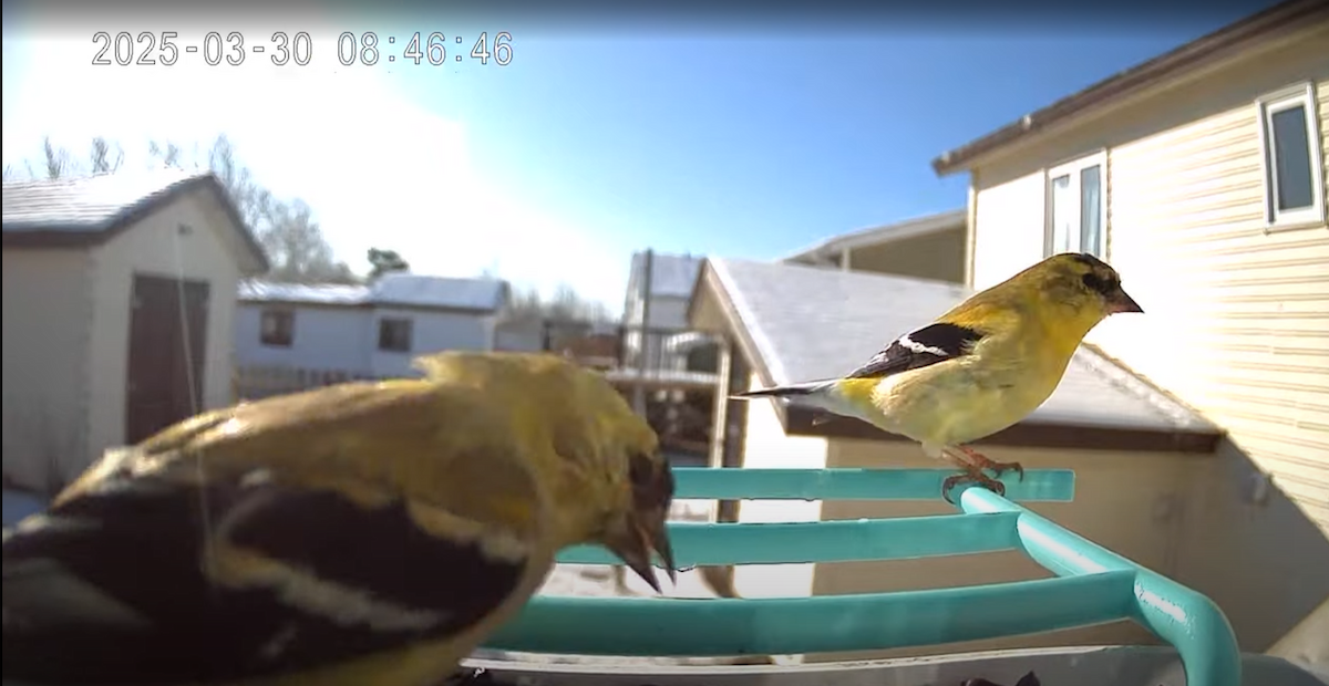 American Goldfinch - ML645994885