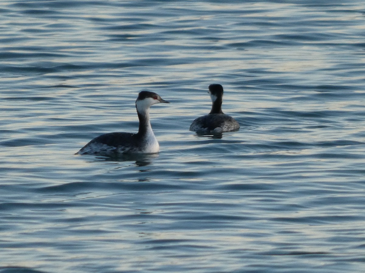 Horned Grebe - ML645994887