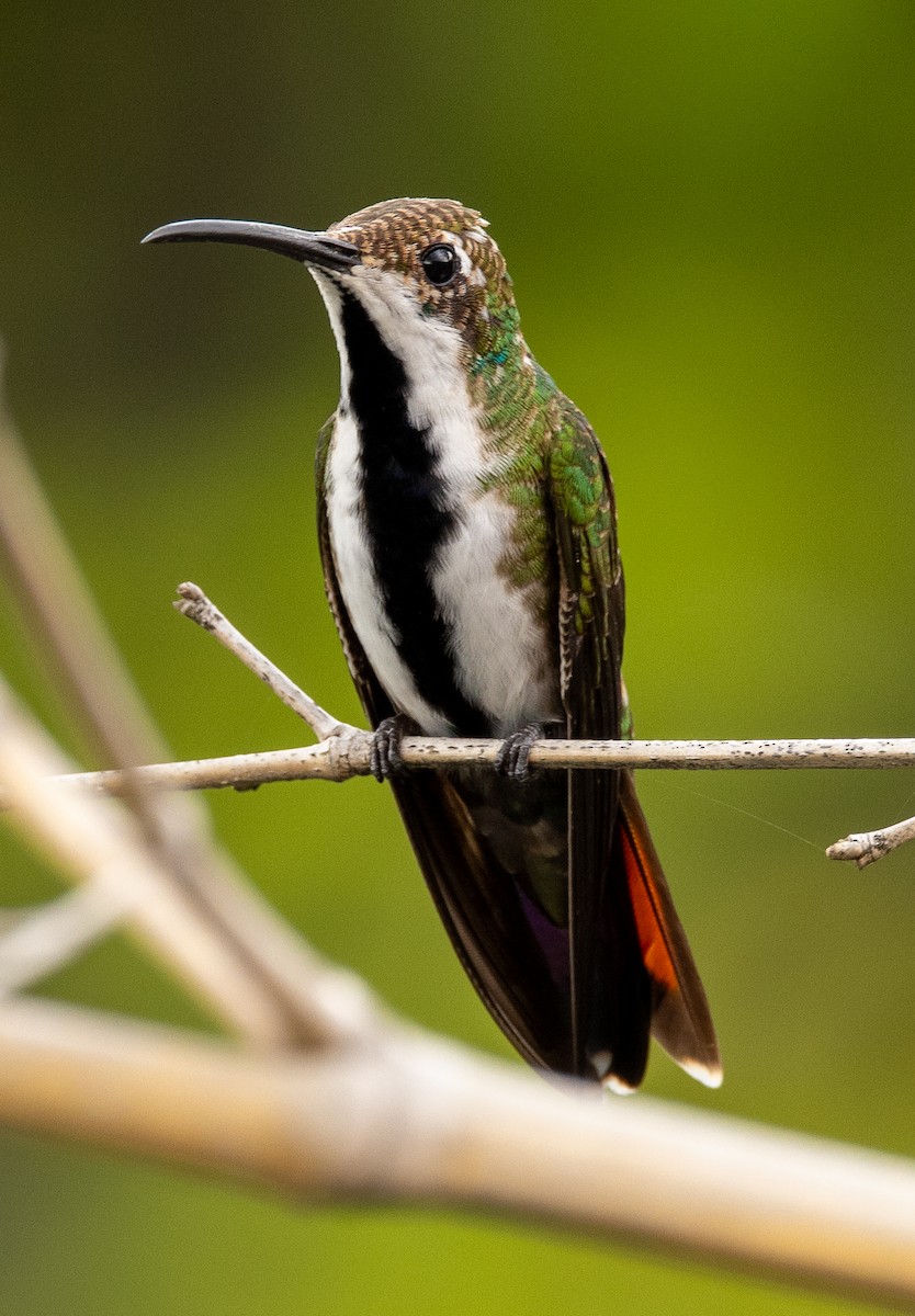 Black-throated Mango - ML645994888