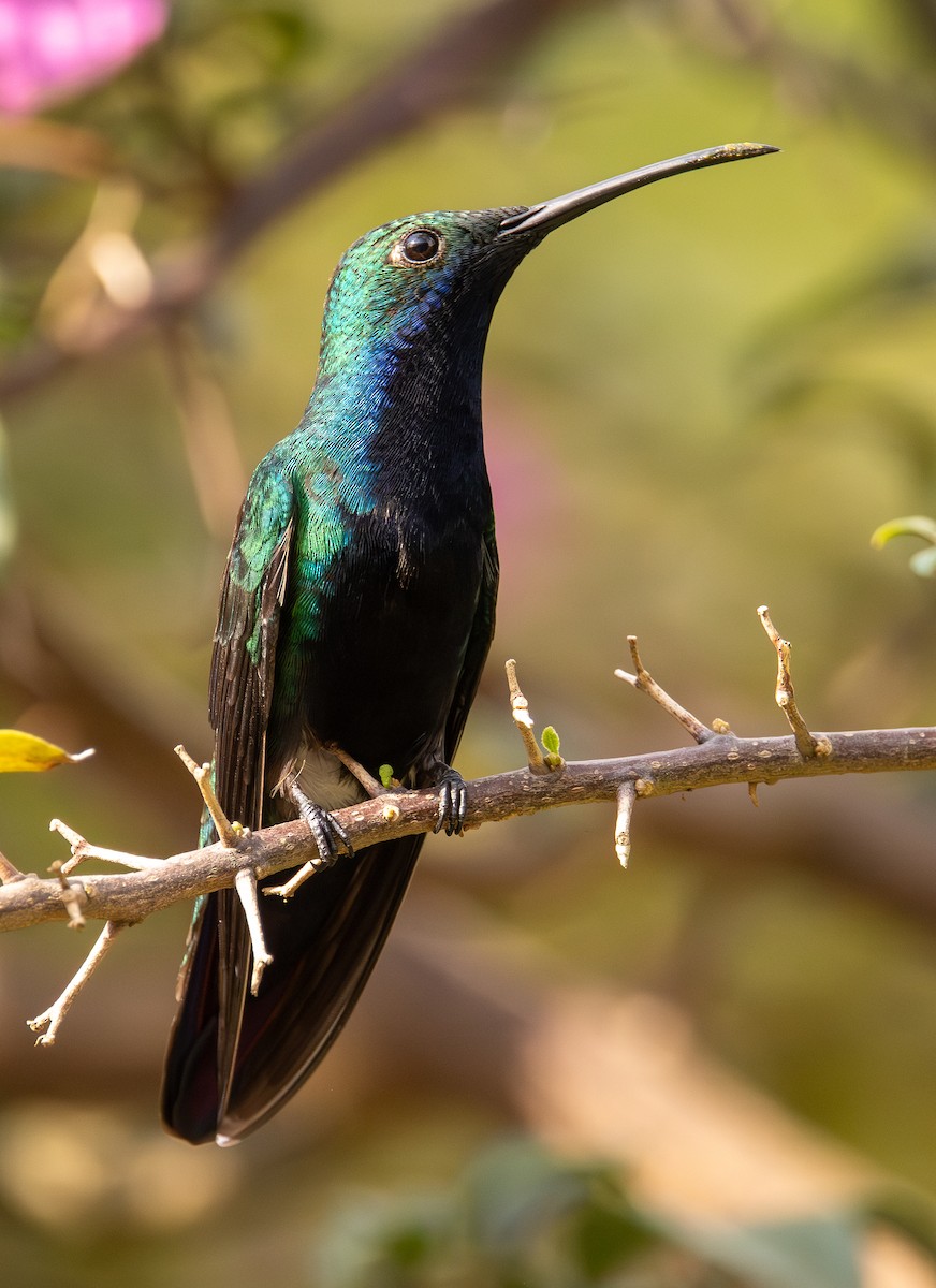 Black-throated Mango - ML645994889