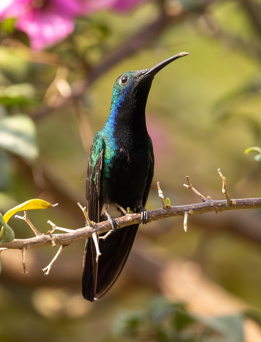 Black-throated Mango - ML645994890