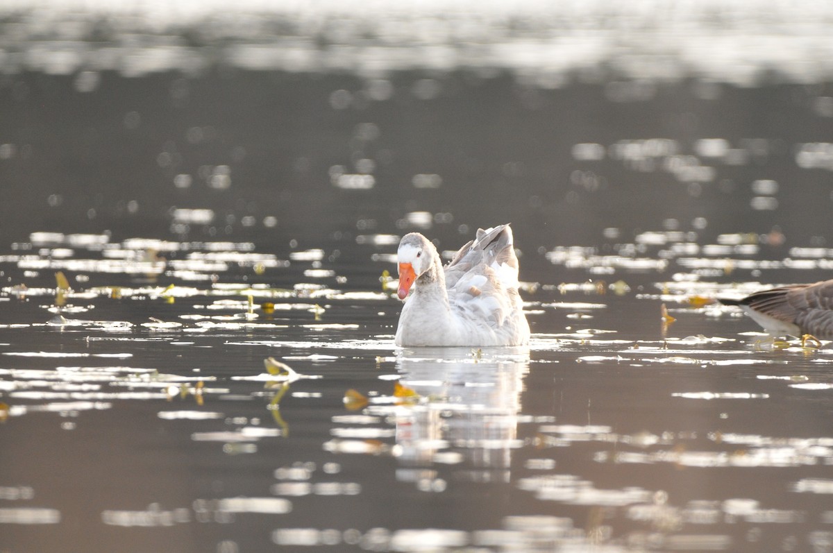 Snow Goose - ML645994891