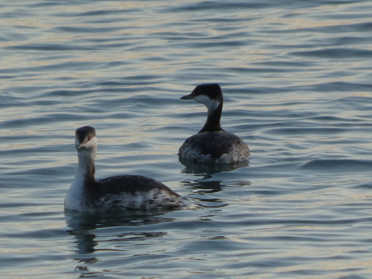 Horned Grebe - ML645994892