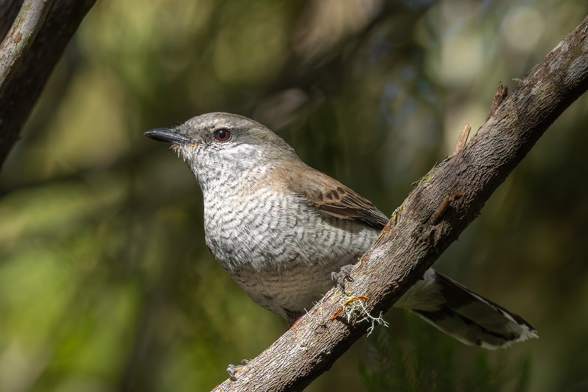 Reunion Cuckooshrike - ML645994893