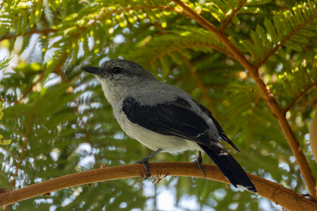 Reunion Cuckooshrike - ML645994894