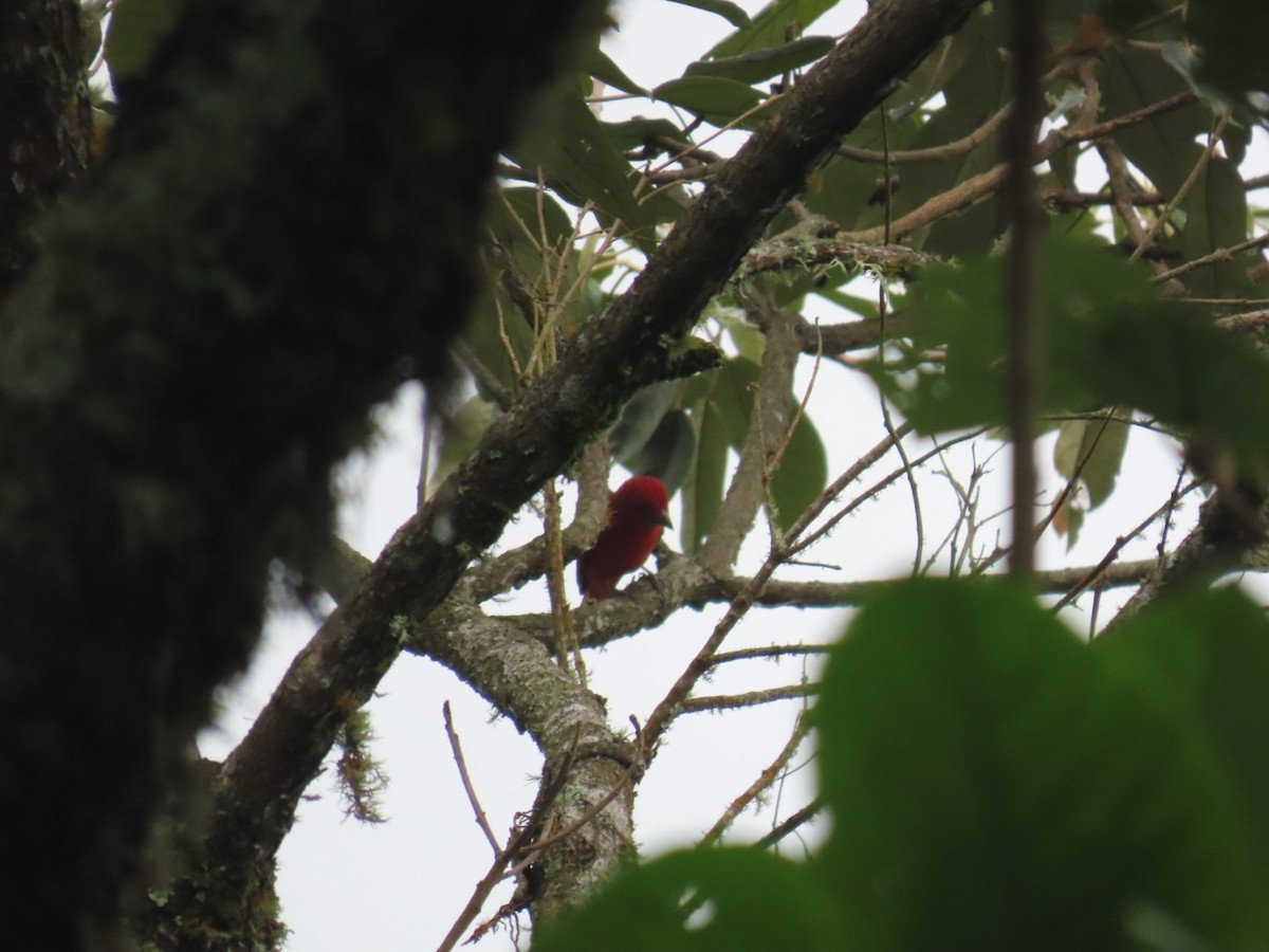 Summer Tanager - ML645994895
