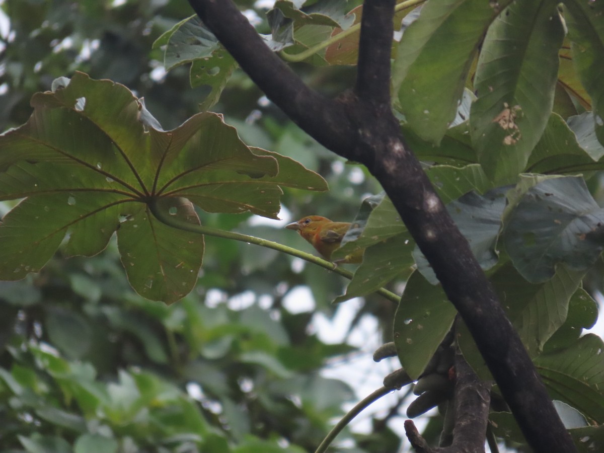 Summer Tanager - ML645994896