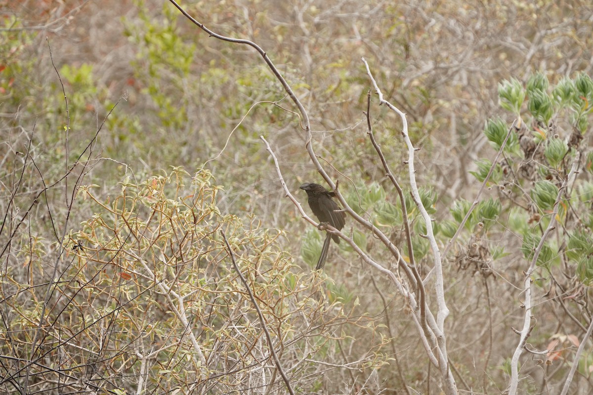 Smooth-billed Ani - ML645994897