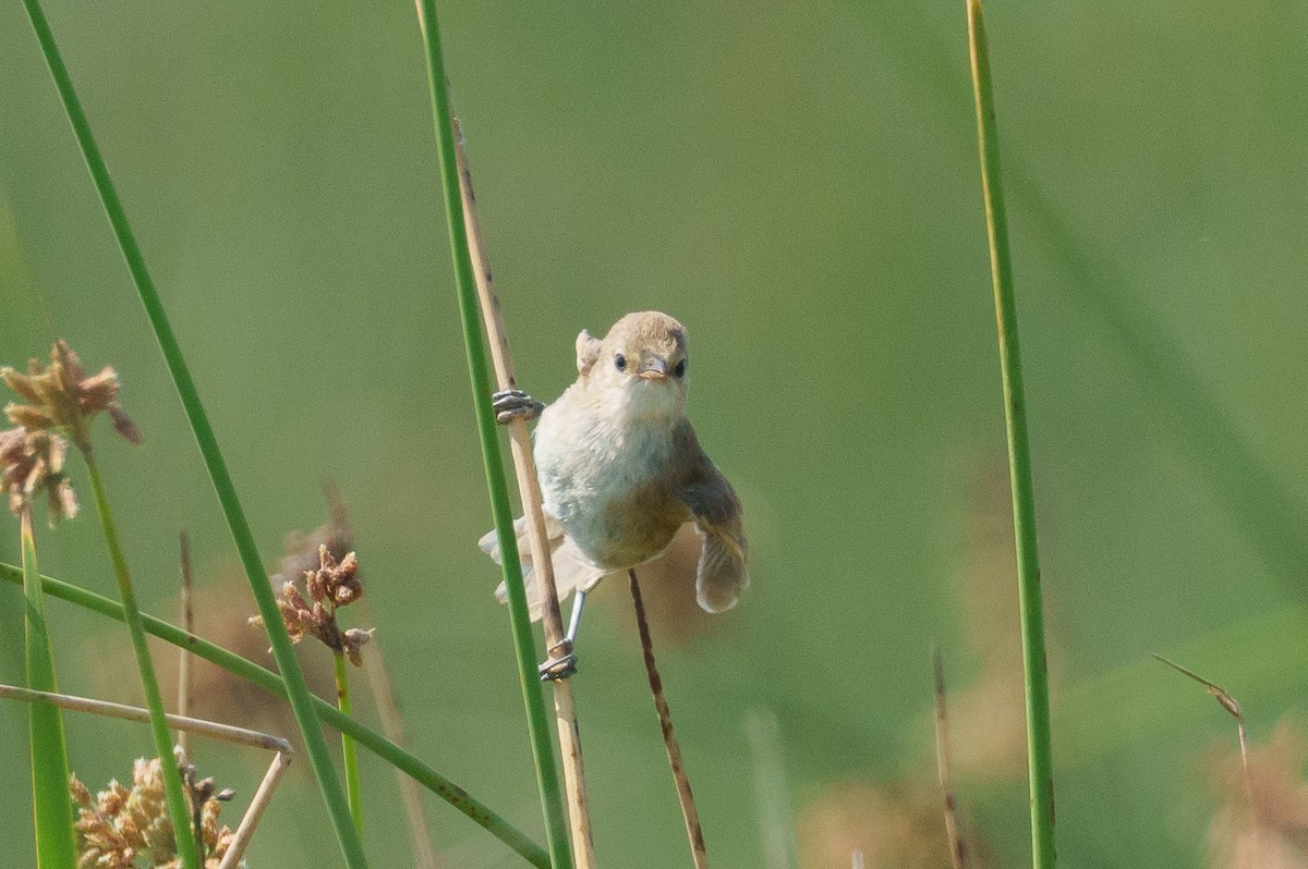 Madagascar Swamp Warbler - ML645994898