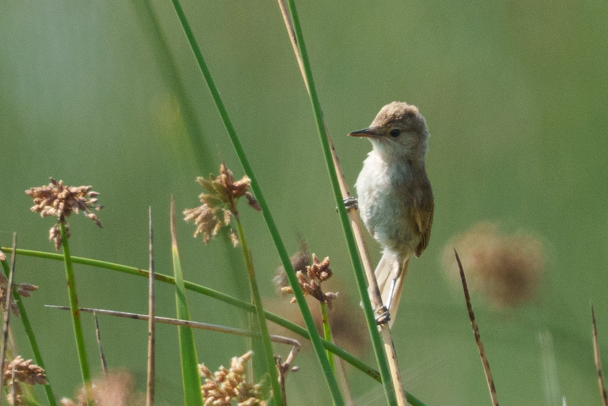 Madagascar Swamp Warbler - ML645994899