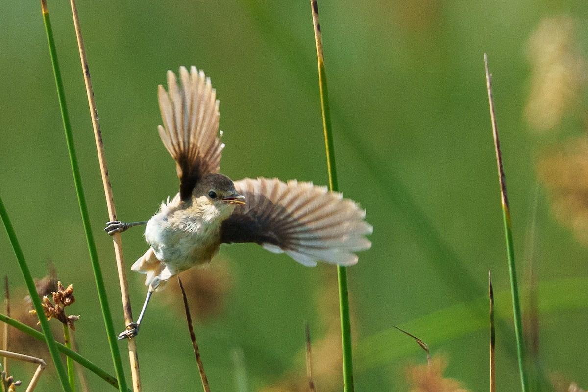 Madagascar Swamp Warbler - ML645994900