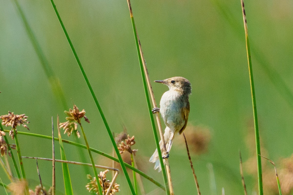 Madagascar Swamp Warbler - ML645994901