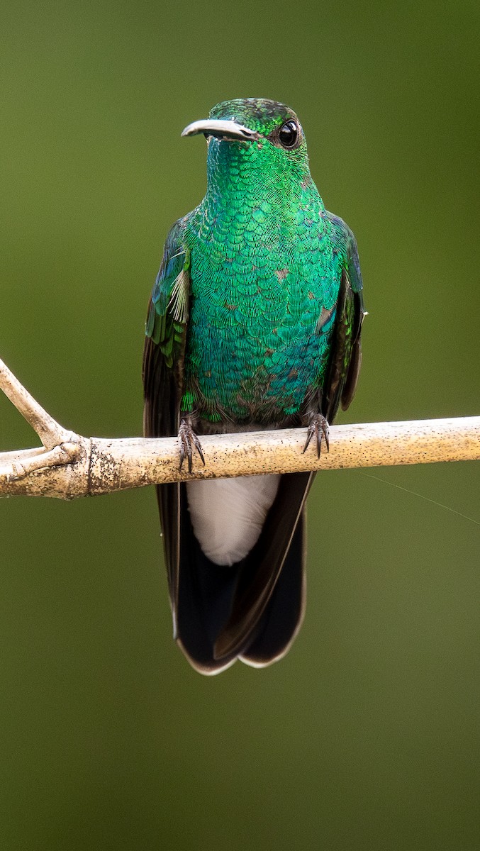 White-vented Plumeleteer - ML645994902