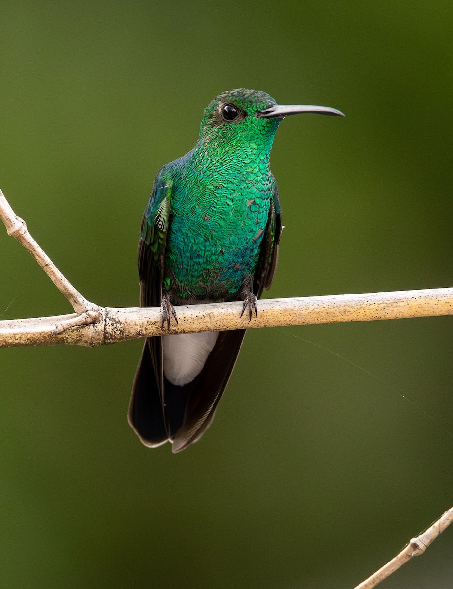 White-vented Plumeleteer - ML645994903