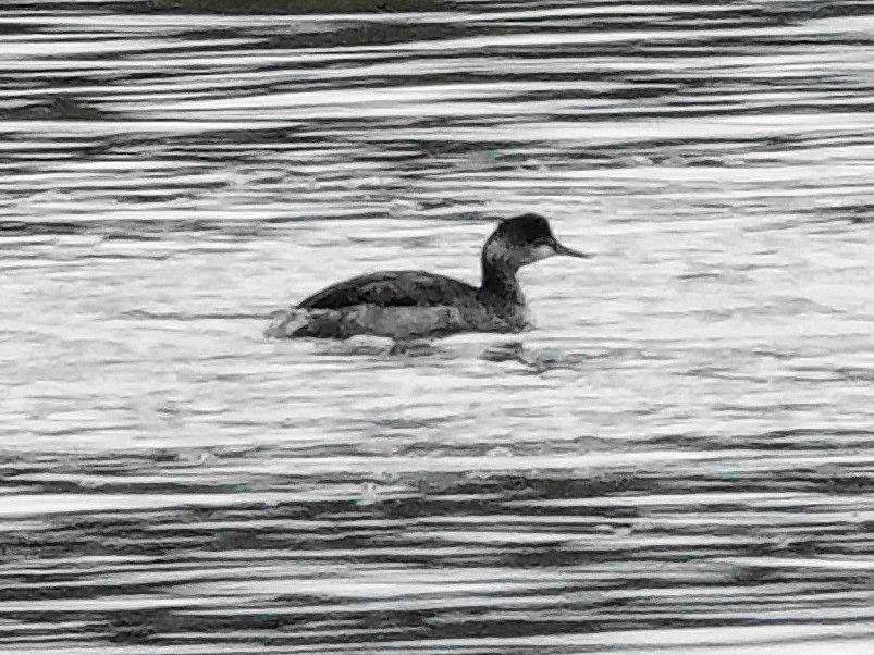 Eared Grebe - ML645994904