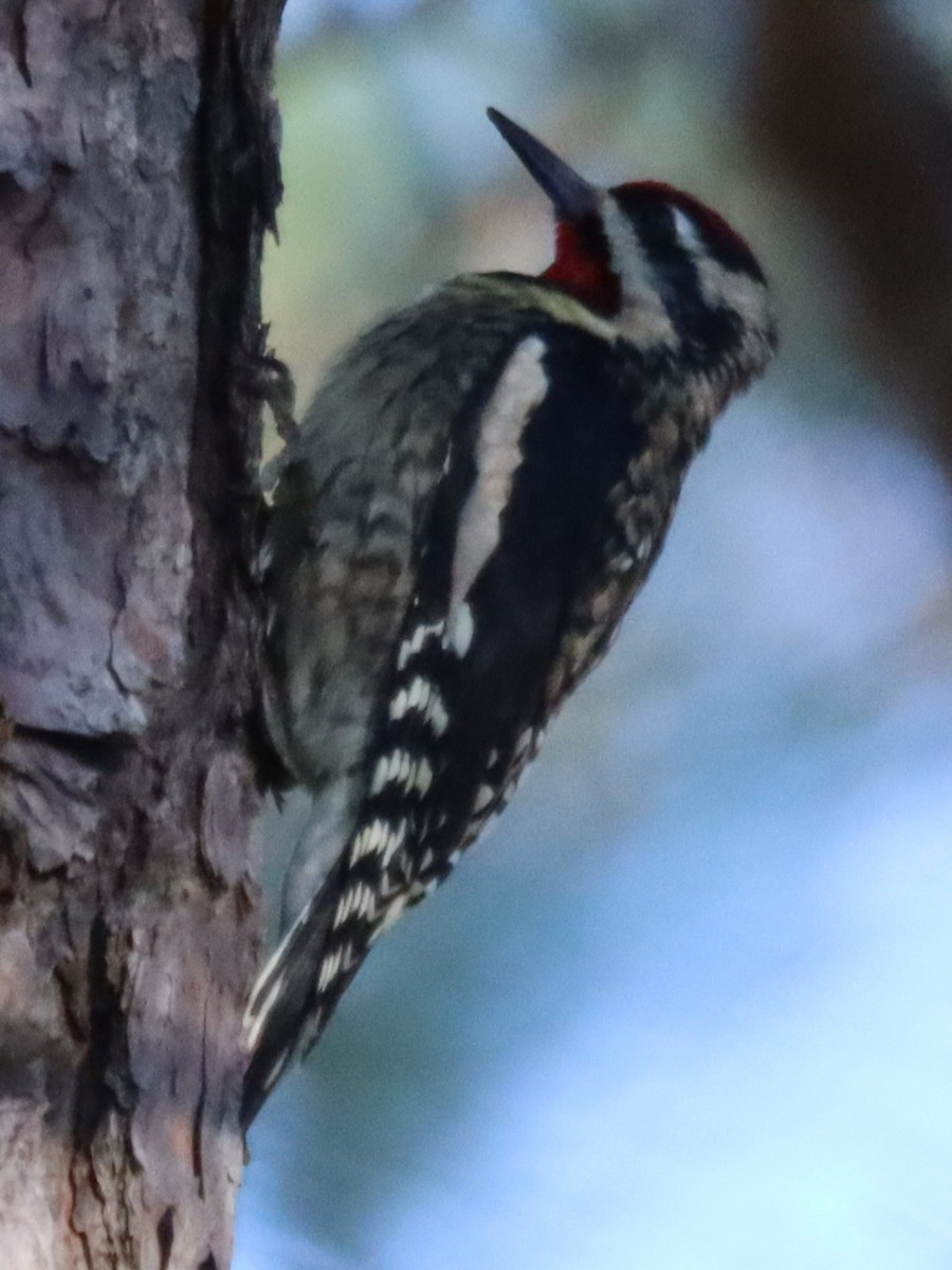 Yellow-bellied Sapsucker - ML645994906