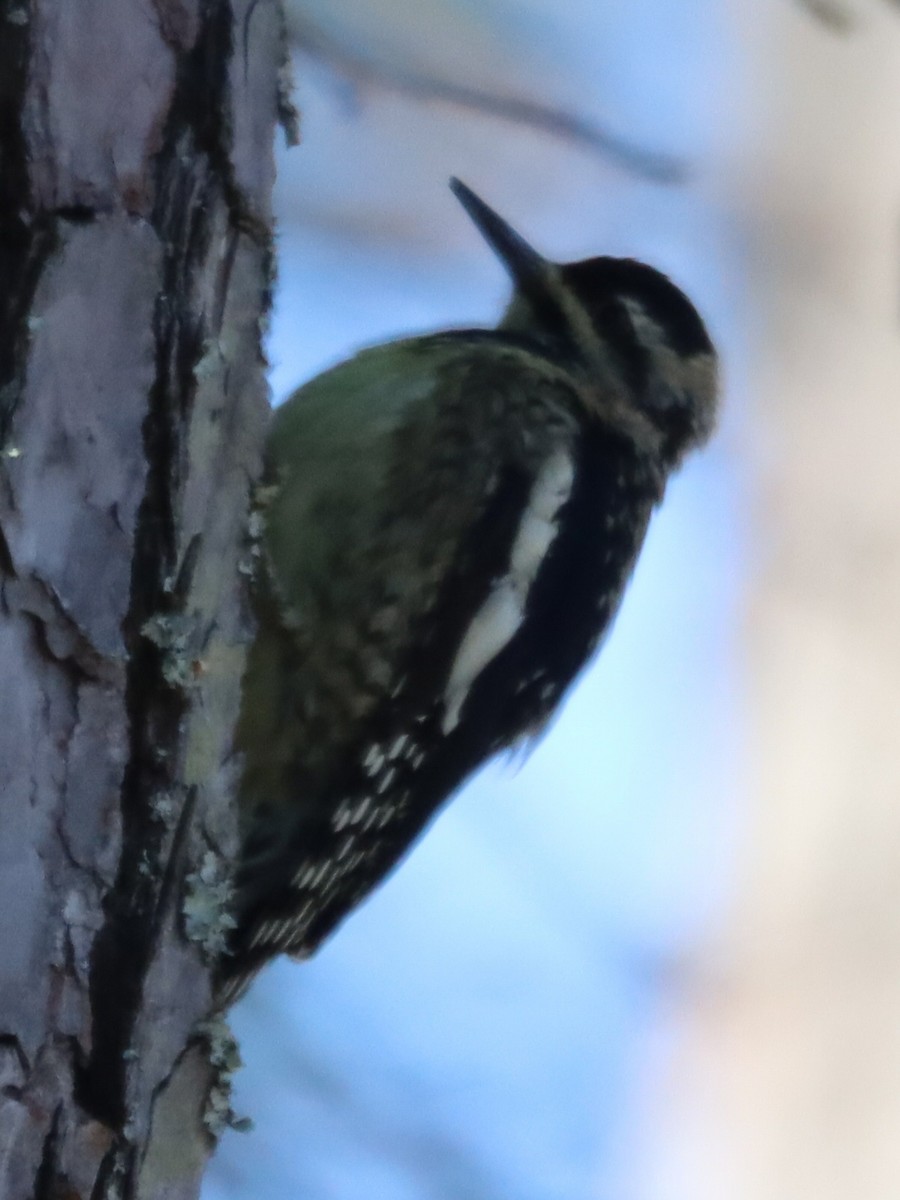 Yellow-bellied Sapsucker - ML645994907