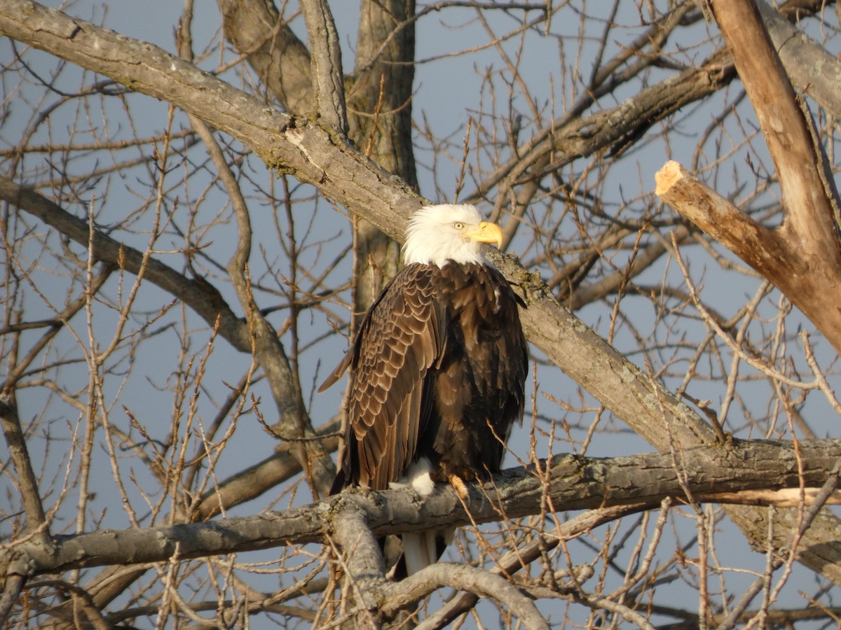Bald Eagle - ML645994911