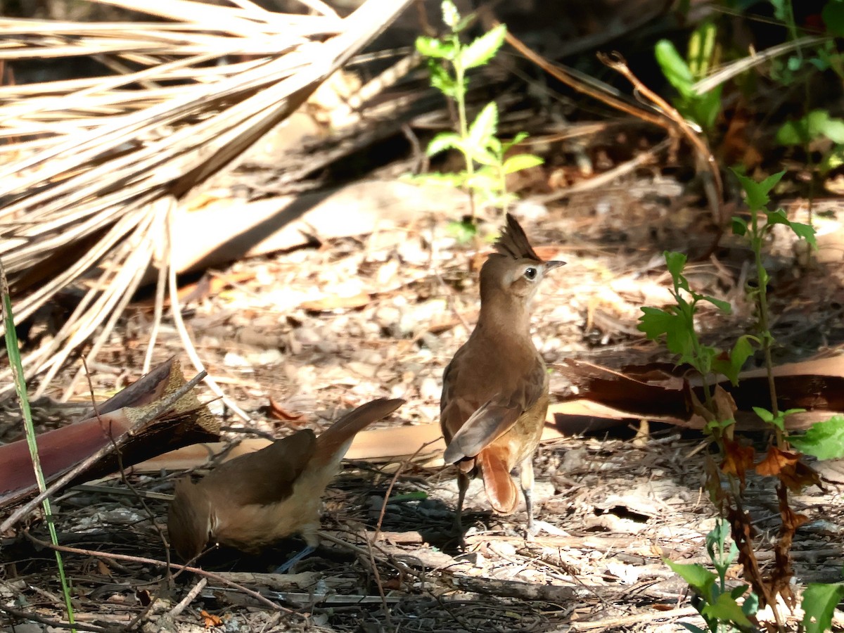 Crested Hornero - ML645994915