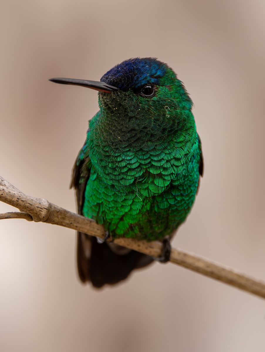 kolibřík indigovohlavý - ML645994917