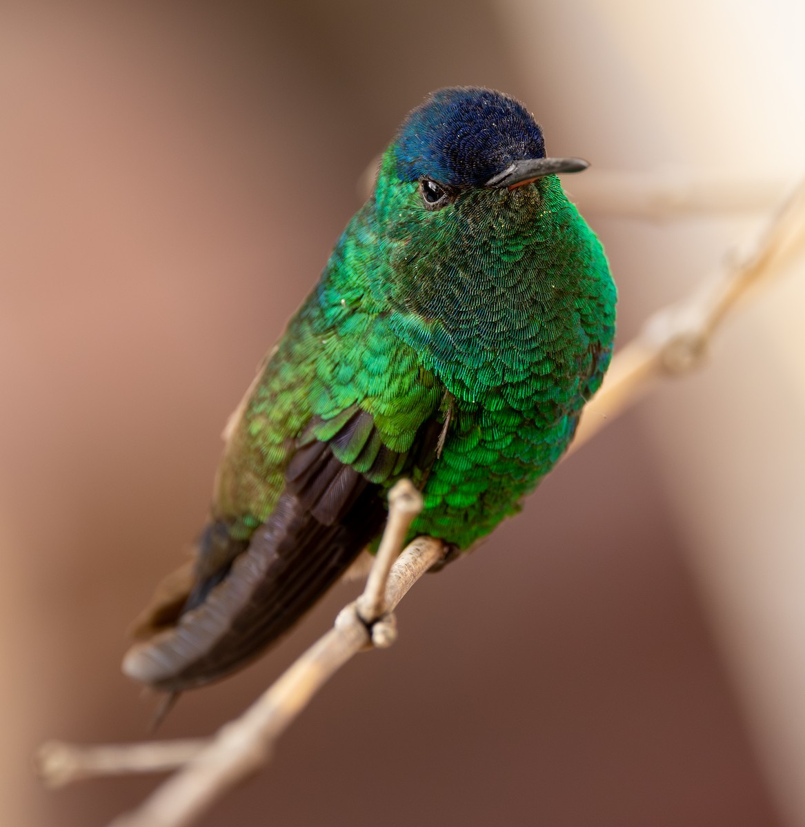 kolibřík indigovohlavý - ML645994918